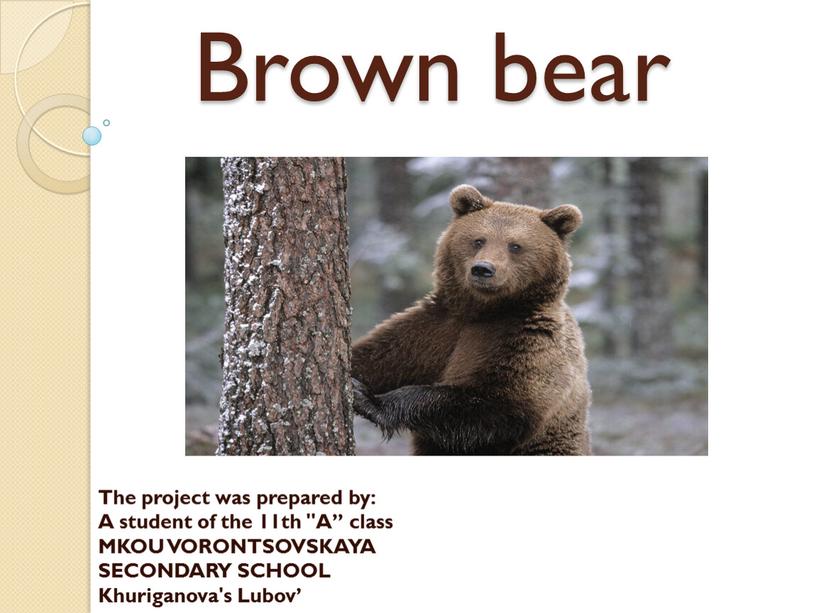 Brown bear The project was prepared by: