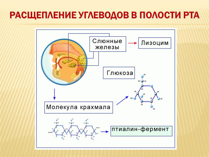 Расщепление углеводов в полости рта