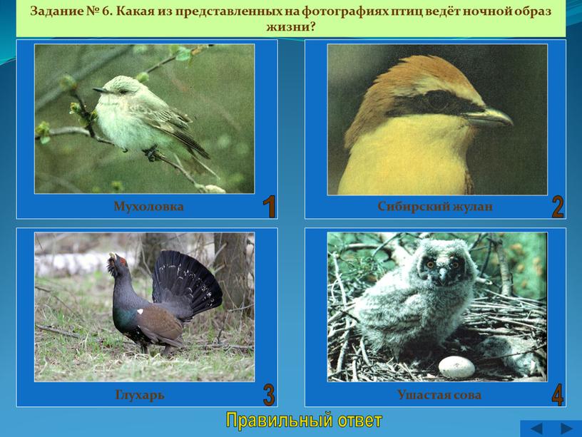 Правильный ответ Задание № 6. Какая из представленных на фотографиях птиц ведёт ночной образ жизни?