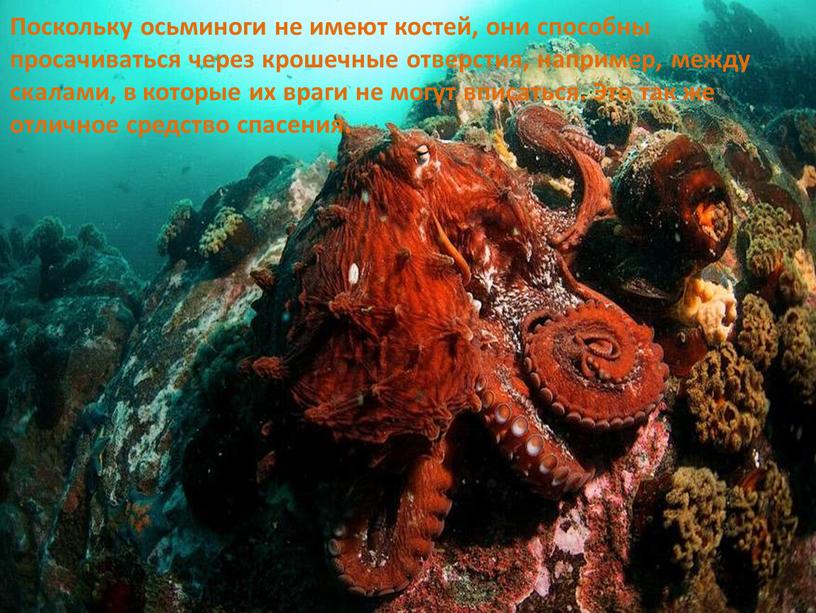 Поскольку осьминоги не имеют костей, они способны просачиваться через крошечные отверстия, например, между скалами, в которые их враги не могут вписаться