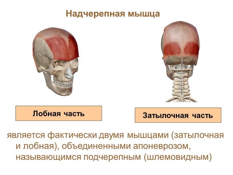 Надчерепная мышца Лобная часть