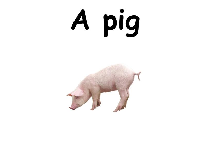 A pig