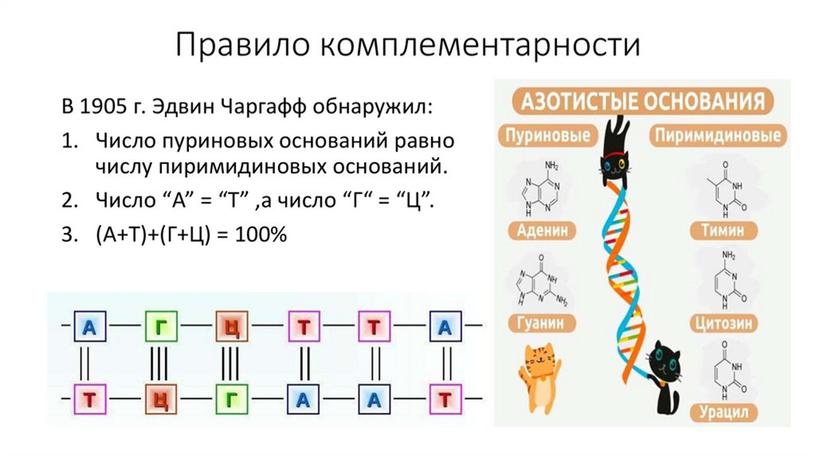 Нуклеиновые кислоты. Комплементарность.