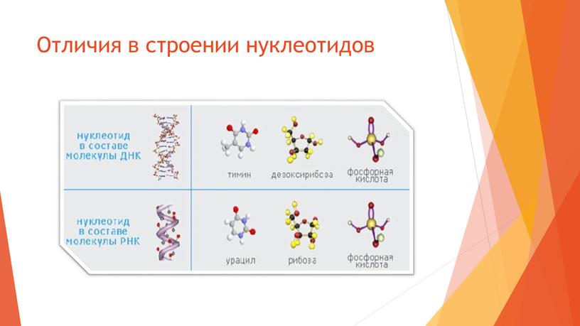 Отличия в строении нуклеотидов