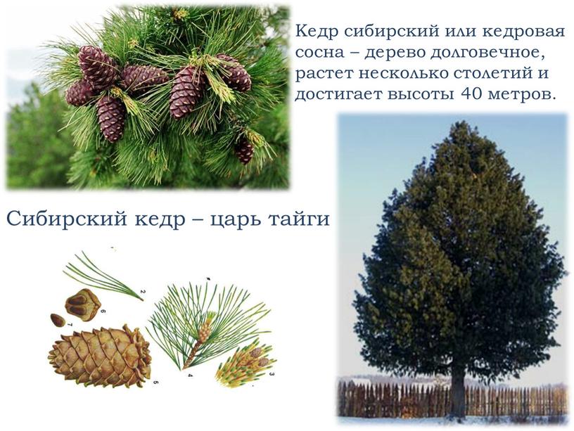 Сибирский кедр – царь тайги Кедр сибирский или кедровая сосна – дерево долговечное, растет несколько столетий и достигает высоты 40 метров