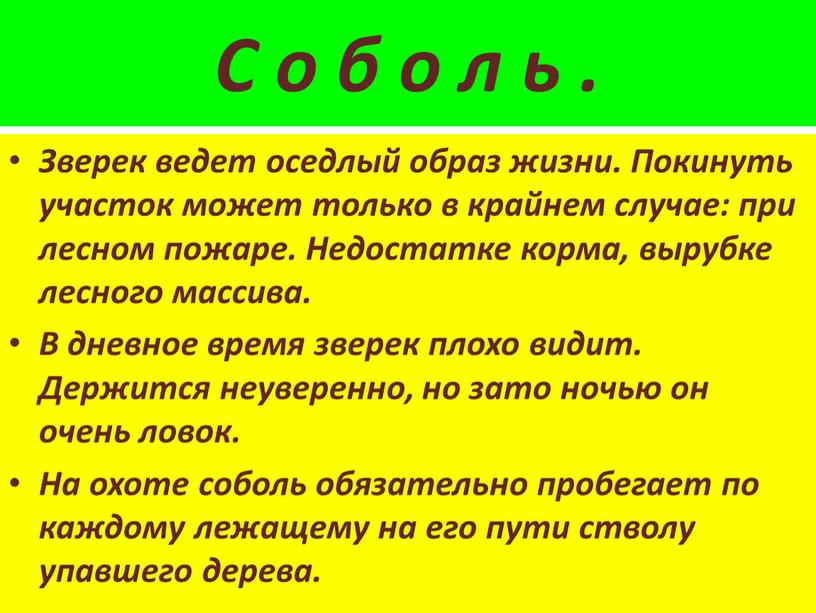 С о б о л ь . Зверек ведет оседлый образ жизни