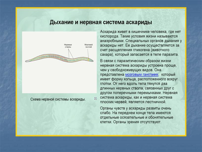 Презентация к уроку "Органы дыхания и газообмен"