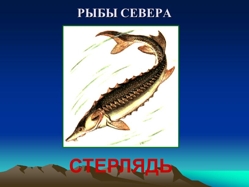 РЫБЫ СЕВЕРА СТЕРЛЯДЬ