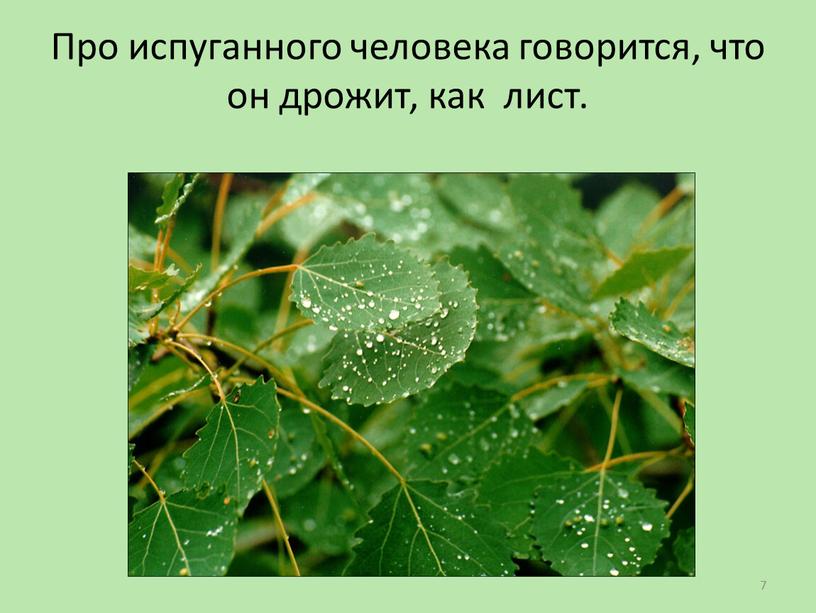 Про испуганного человека говорится, что он дрожит, как лист