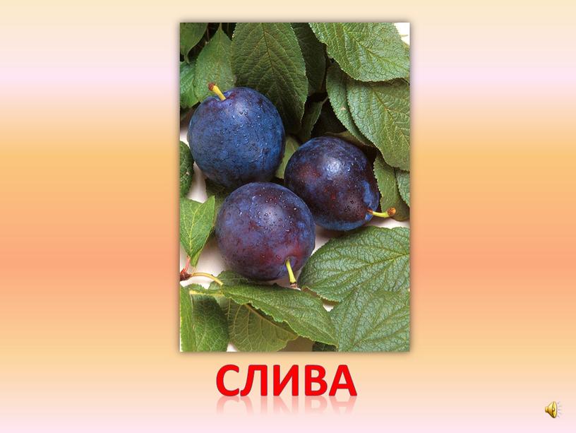 слива