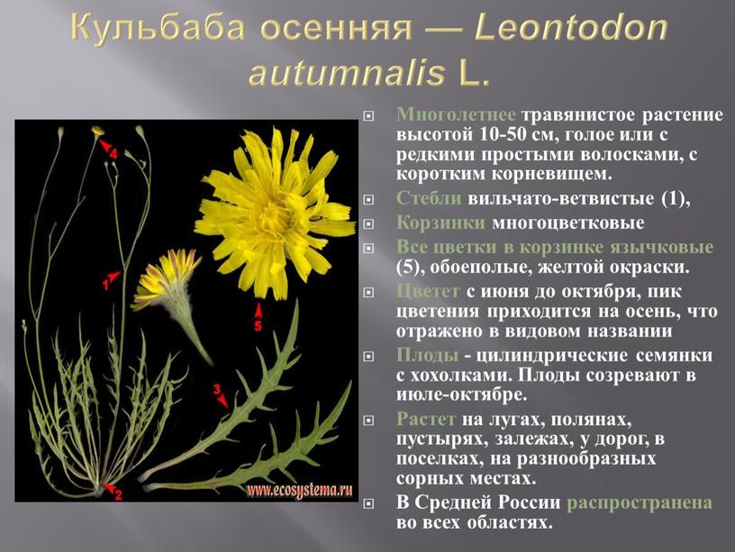 Кульбаба осенняя — Leontodon autumnalis