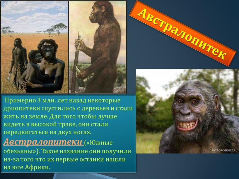 Австралопитек Примерно 3 млн. лет назад некоторые дриопитеки спустились с деревьев и стали жить на земле