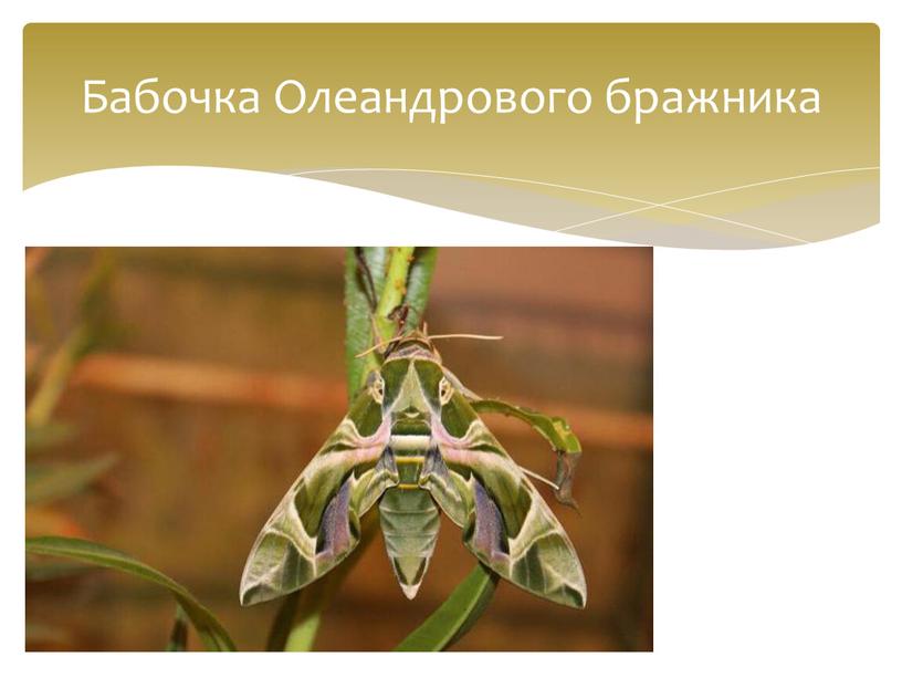 Бабочка Олеандрового бражника