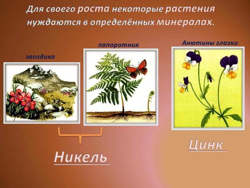 Для своего роста некоторые растения нуждаются в определённых минералах