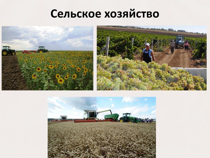 Сельское хозяйство