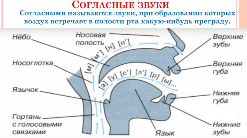 Согласные звуки Согласными называются звуки, при образовании которых воздух встречает в полости рта какую-нибудь преграду