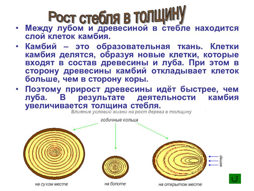 Между лубом и древесиной в стебле находится слой клеток камбия