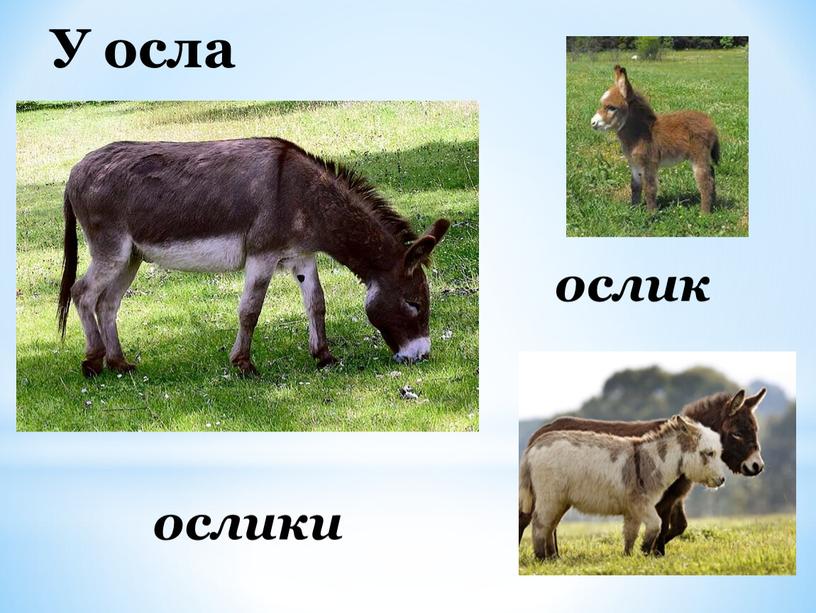 У осла ослик ослики