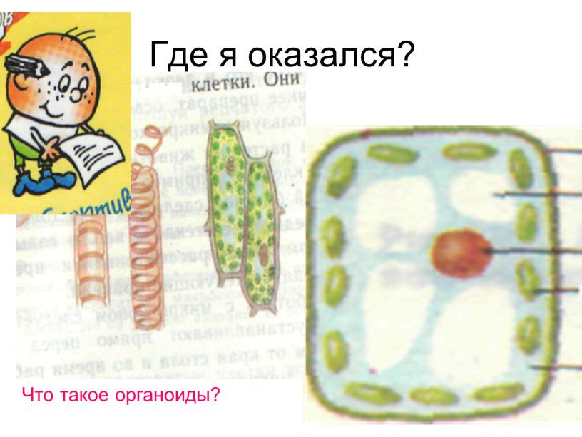 Где я оказался? Что такое органоиды?