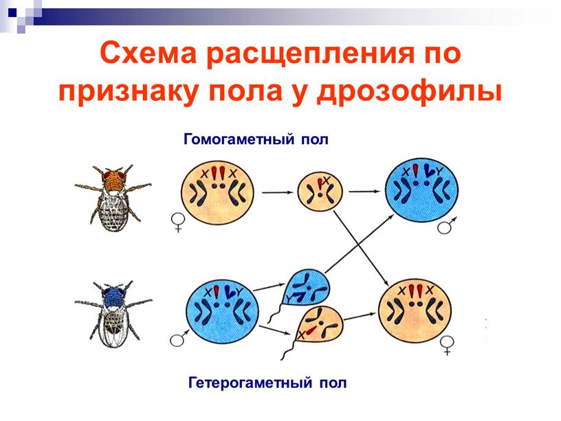 Схема расщепления по признаку пола у дрозофилы