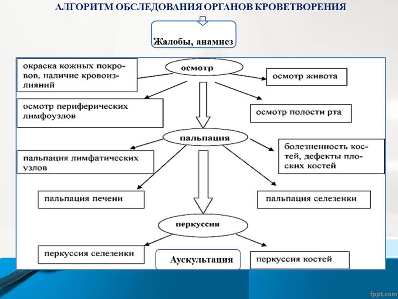 АЛГОРИТМ ОБСЛЕДОВАНИЯ ОРГАНОВ КРОВЕТВОРЕНИЯ