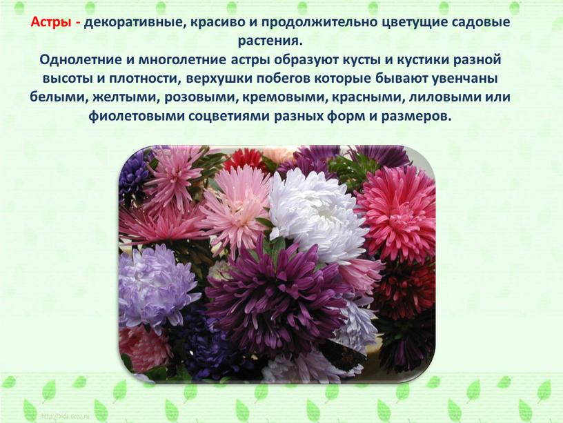 Астры - декоративные, красиво и продолжительно цветущие садовые растения