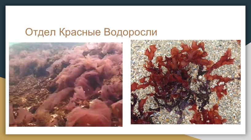 Отдел Красные Водоросли