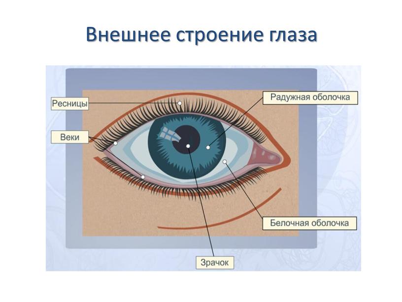 Внешнее строение глаза