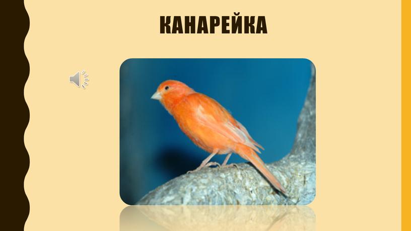 канарейка