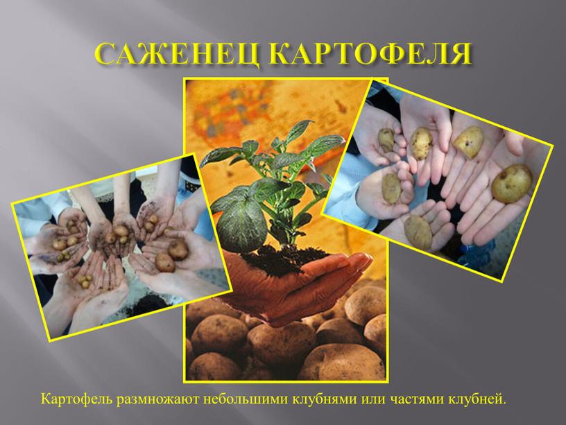 САЖЕНЕЦ КАРТОФЕЛЯ Картофель размножают небольшими клубнями или частями клубней