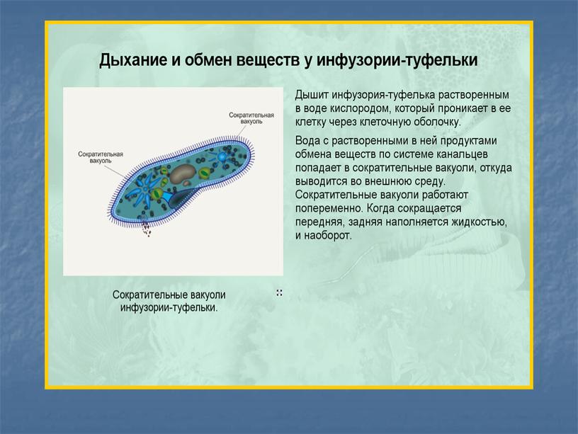 Презентация к уроку "Органы дыхания и газообмен"