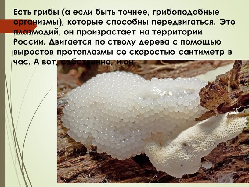 Есть грибы (а если быть точнее, грибоподобные организмы), которые способны передвигаться