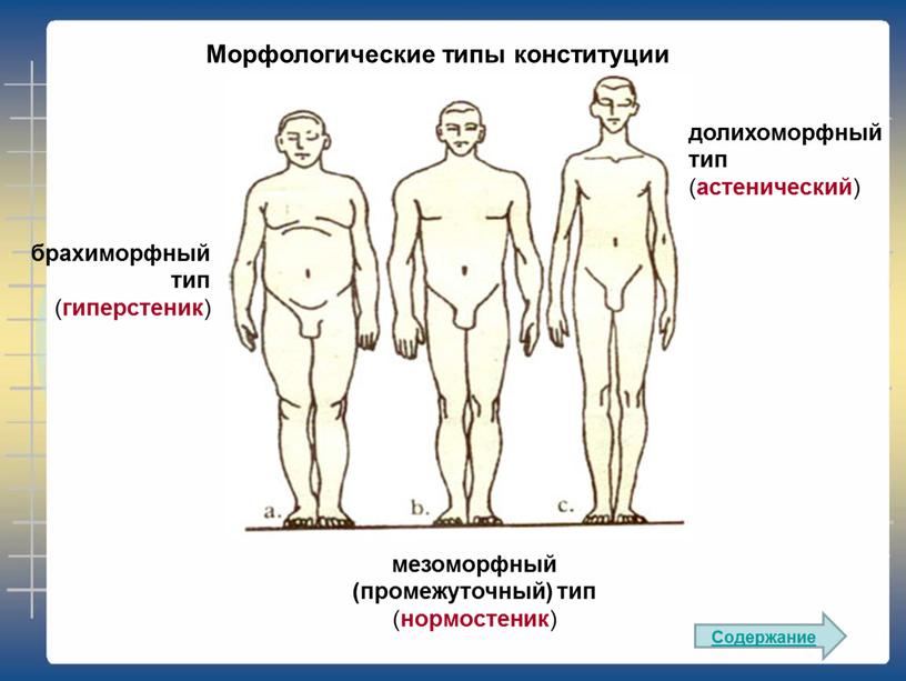 Морфологические типы конституции долихоморфный тип ( астенический ) брахиморфный тип ( гиперстеник )