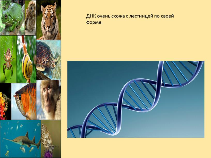 ДНК очень схожа с лестницей по своей форме