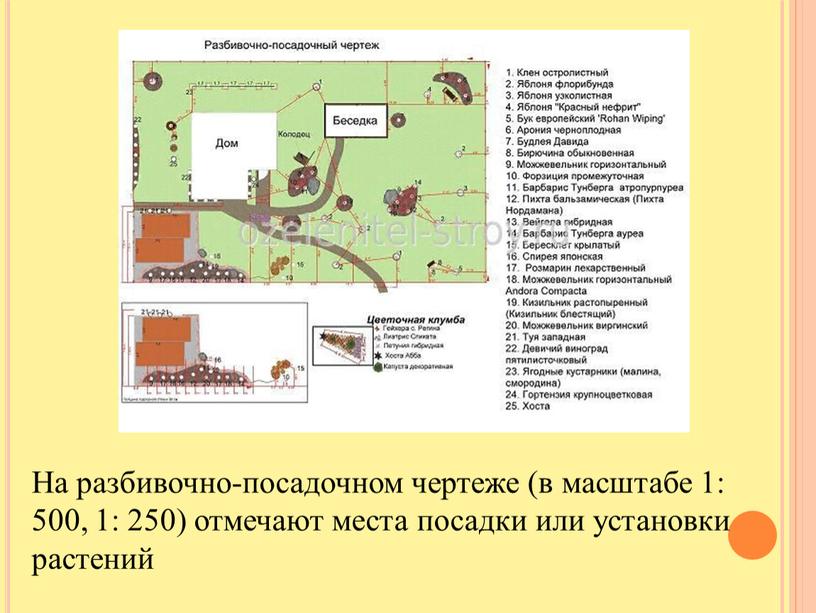 На разбивочно-посадочном чертеже (в масштабе 1: 500, 1: 250) отмечают места посадки или установки растений