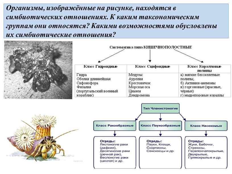 Организмы, изображённые на рисунке, находятся в симбиотических отношениях