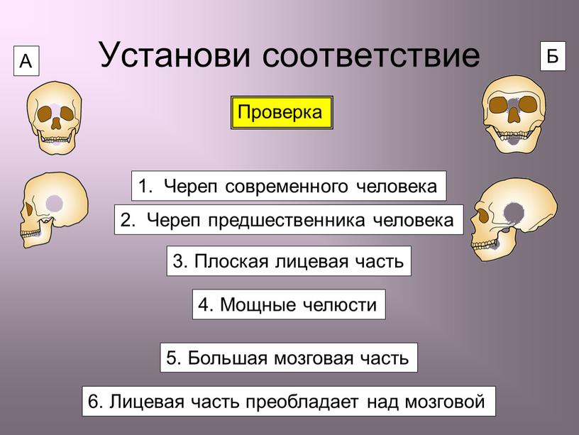 Установи соответствие 1. Череп современного человека 2