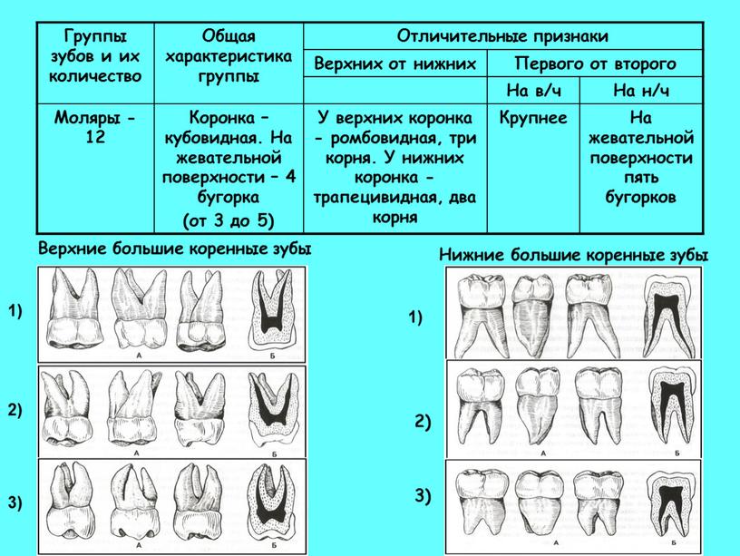 Группы зубов и их количество Общая характеристика группы