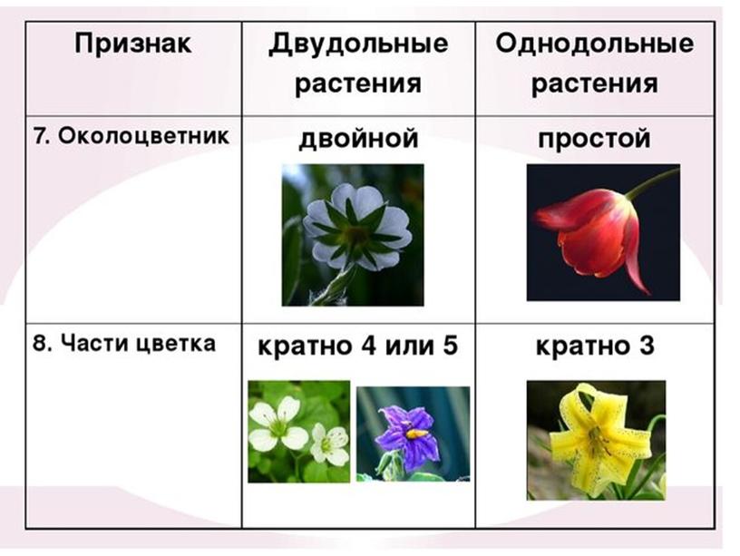 Сравнительная анатомия однолетних растении