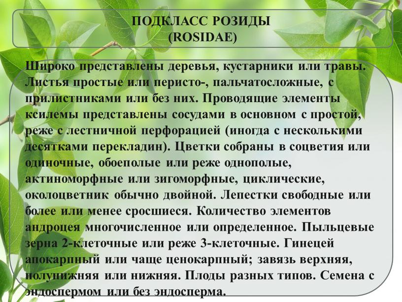 ПОДКЛАСС РОЗИДЫ (ROSIDAE) Широко представлены деревья, кустарники или травы