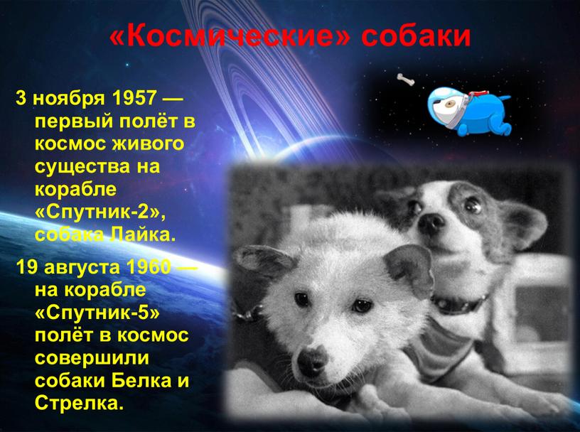 Космические» собаки 3 ноября 1957 — первый полёт в космос живого существа на корабле «Спутник-2», собака
