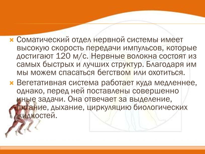 Соматический отдел нервной системы имеет высокую скорость передачи импульсов, которые достигают 120 м/с