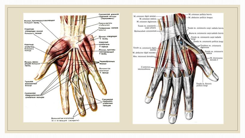 Презентация по биологии Совершенство человеческой руки