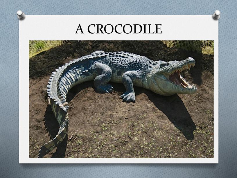 A CROCODILE