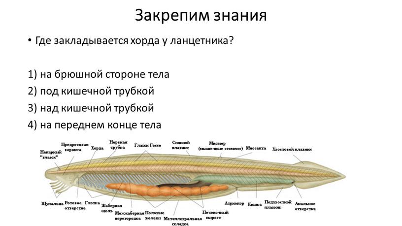 Закрепим знания Где закладывается хорда у ланцетника? 1) на брюшной стороне тела 2) под кишечной трубкой 3) над кишечной трубкой 4) на переднем конце тела