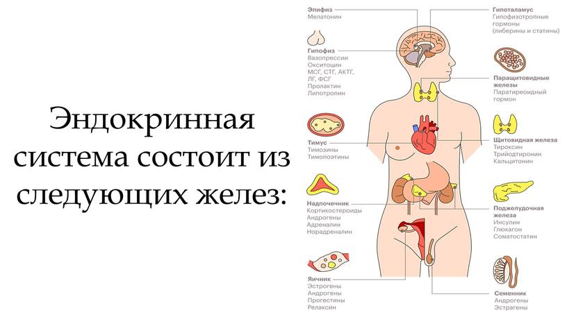 Эндокринная система состоит из следующих желез: