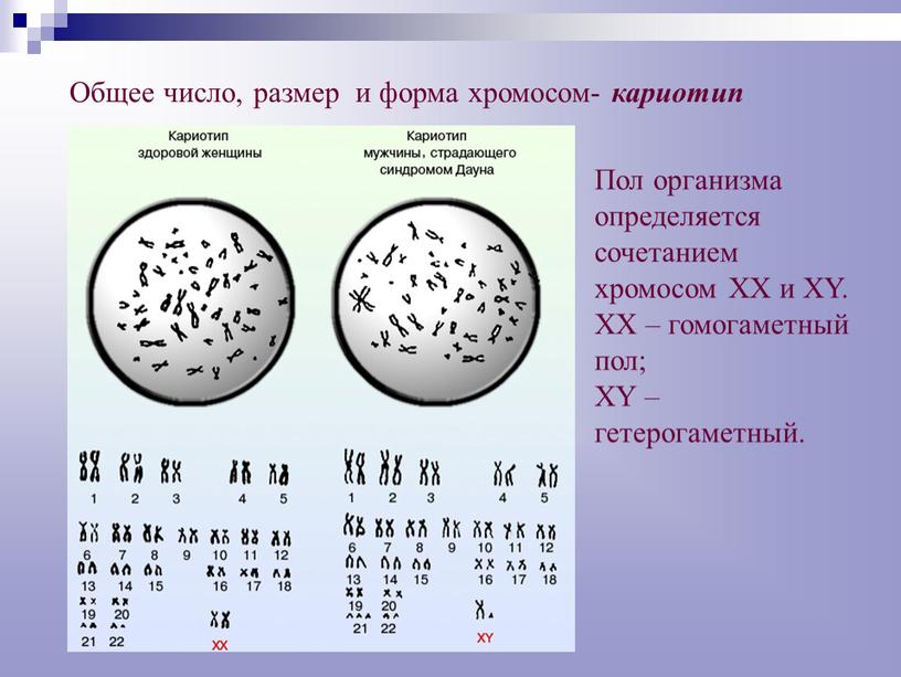 Общее число, размер и форма хромосом- кариотип