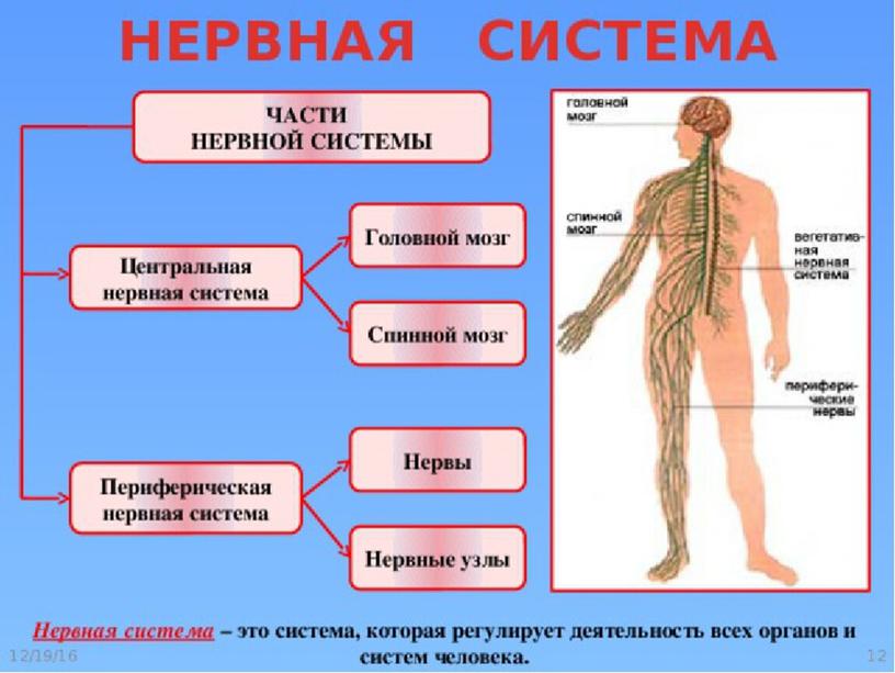 Презентация к уроку Естествознания 4 класс на тему " Какие функции выполняет нервная система" Урок 19