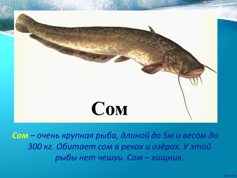 Сом – очень крупная рыба, длиной до 5м и весом до 300 кг