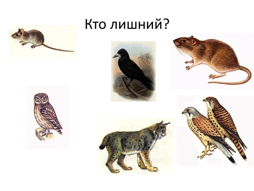 Кто лишний?